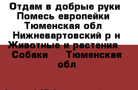 Отдам в добрые руки. Помесь европейки - Тюменская обл., Нижневартовский р-н Животные и растения » Собаки   . Тюменская обл.